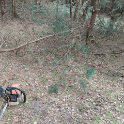 Szymon Chruściel - Ścięte gałęzie i pień drzewa w lesie, z piłą łańcuchową w dolnym rogu. Widoczne igliwie i liście na ziemi. Praca w toku, teren po wycince.