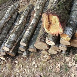 Szymon Chruściel - Stos ściętych pni brzozy z widocznymi słojami drewna, ułożonych na ziemi pokrytej liśćmi. Jeden z pni ma świeże, jasne cięcie.