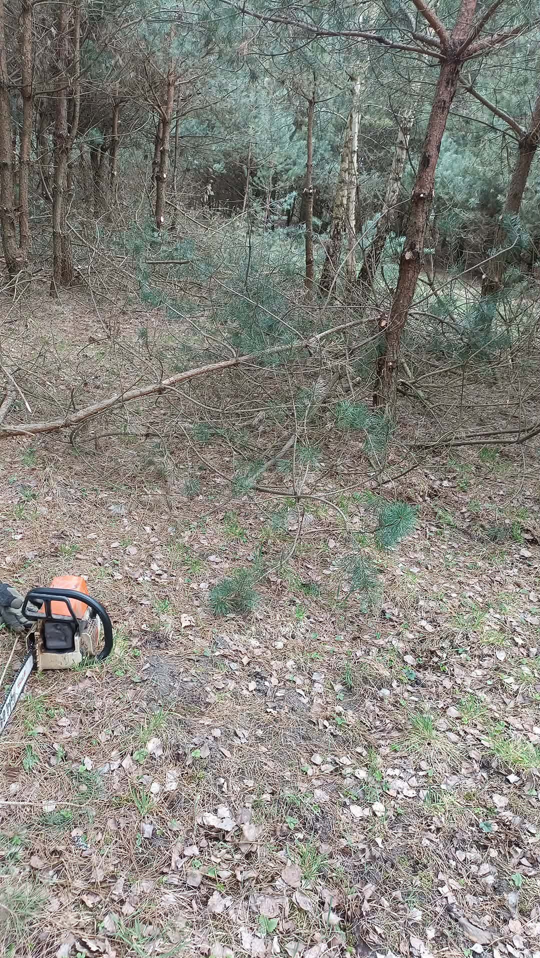 Ścięte gałęzie i pień drzewa w lesie, z piłą łańcuchową w dolnym rogu. Widoczne igliwie i liście na ziemi. Praca w toku, teren po wycince.