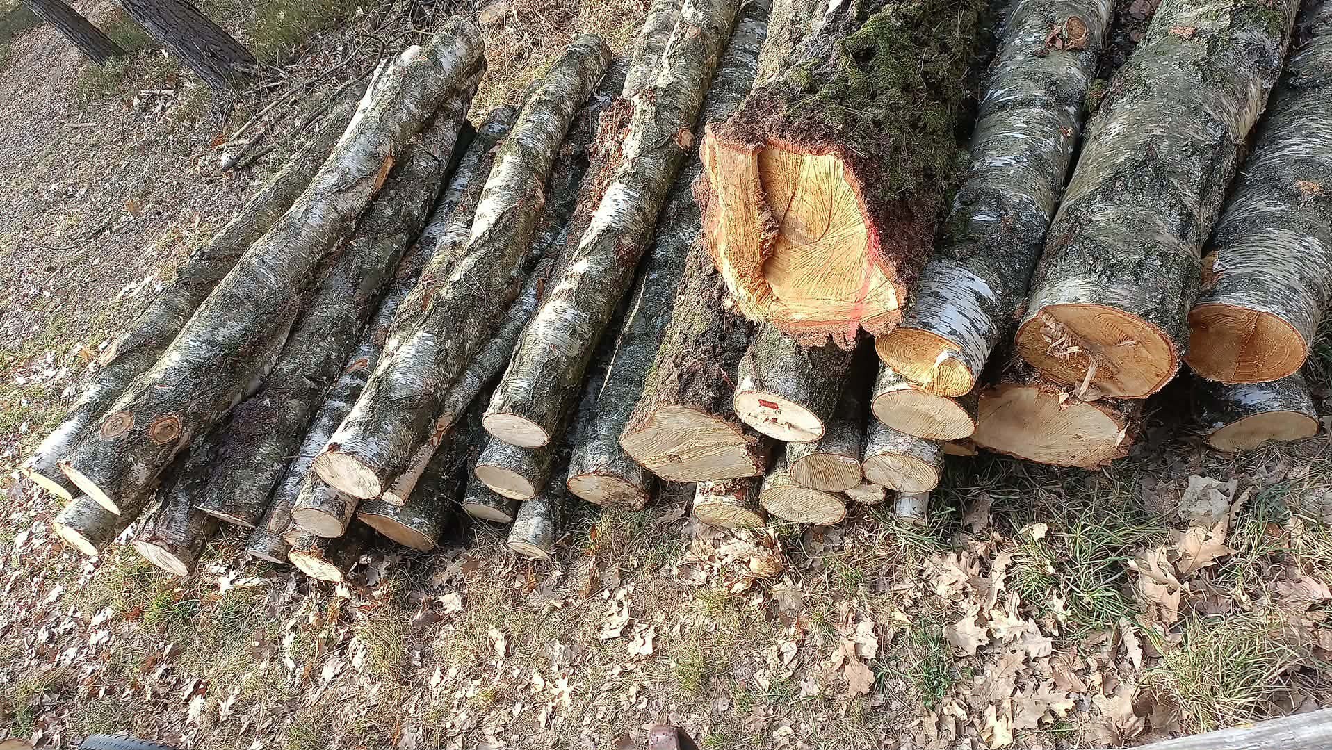 Stos ściętych pni brzozy z widocznymi słojami drewna, ułożonych na ziemi pokrytej liśćmi. Jeden z pni ma świeże, jasne cięcie.