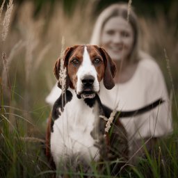Fotografia Filomeny Aleksandra Dąbrowska - Portret psa rasy gończy polski na tle rozmytej, uśmiechniętej kobiety w plenerze. Ujęcie z niskiej perspektywy, z widocznymi źdźbłami trawy i elementami roślinności.