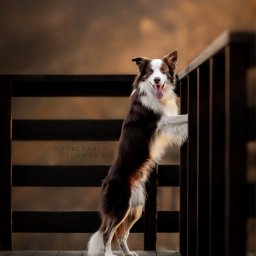 Fotografia Filomeny Aleksandra Dąbrowska - Uśmiechnięty pies rasy border collie opiera się łapami o drewnianą barierkę na tle rozmytego, ciepłego zachodu słońca. Widoczny język i białe umaszczenie.