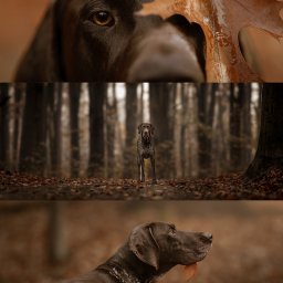 Fotografia Filomeny Aleksandra Dąbrowska - Trzy kadry z psem rasy wyżeł niemiecki krótkowłosy w jesiennej scenerii: zbliżenie oka, sylwetka w lesie i profil z liściem w pysku. Ciepła kolorystyka, naturalne światło.