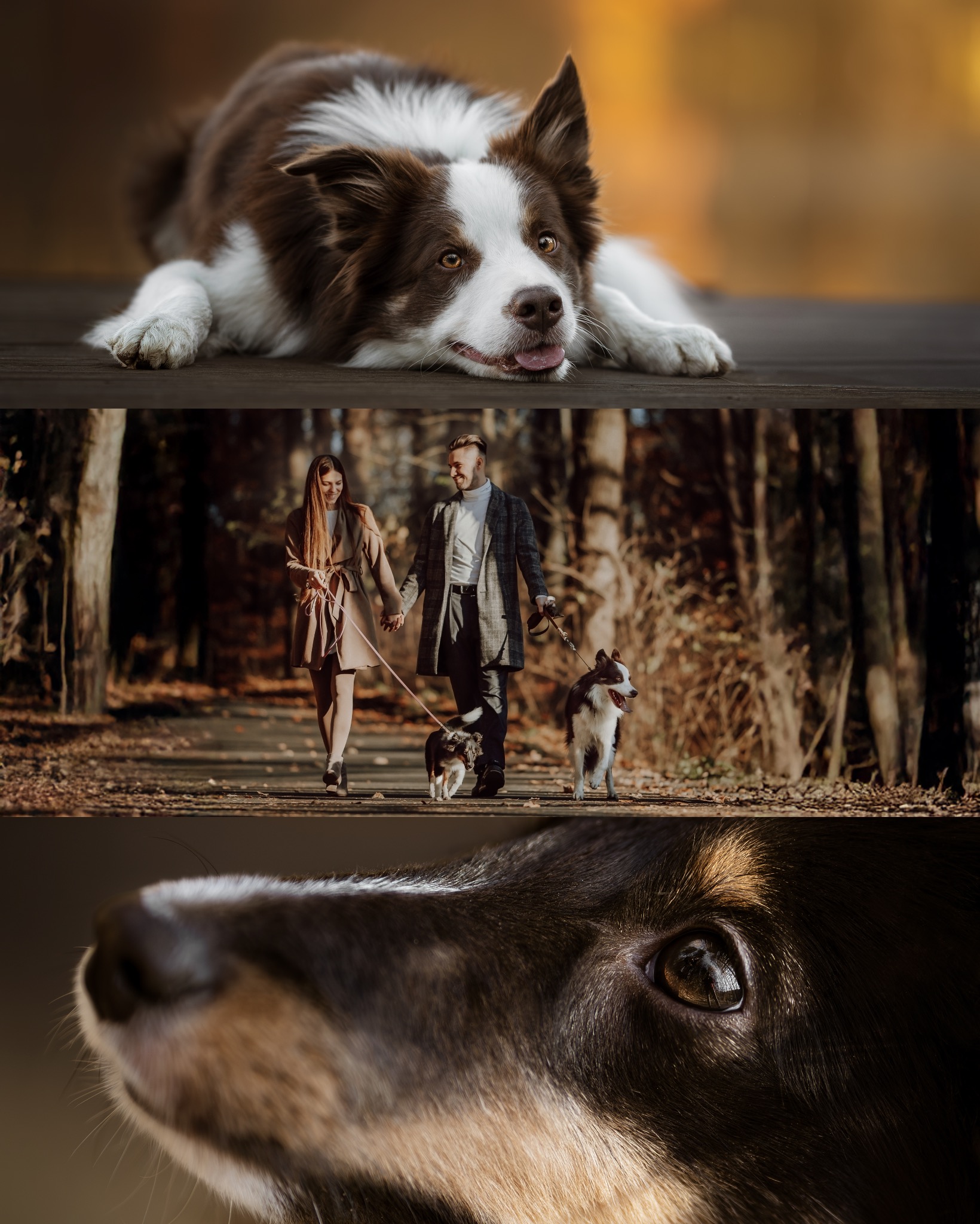 Kolaż: Border Collie leżący, para z psami na spacerze w parku jesienią, zbliżenie na oko psa. Ciepłe barwy, naturalne światło, profesjonalna fotografia.