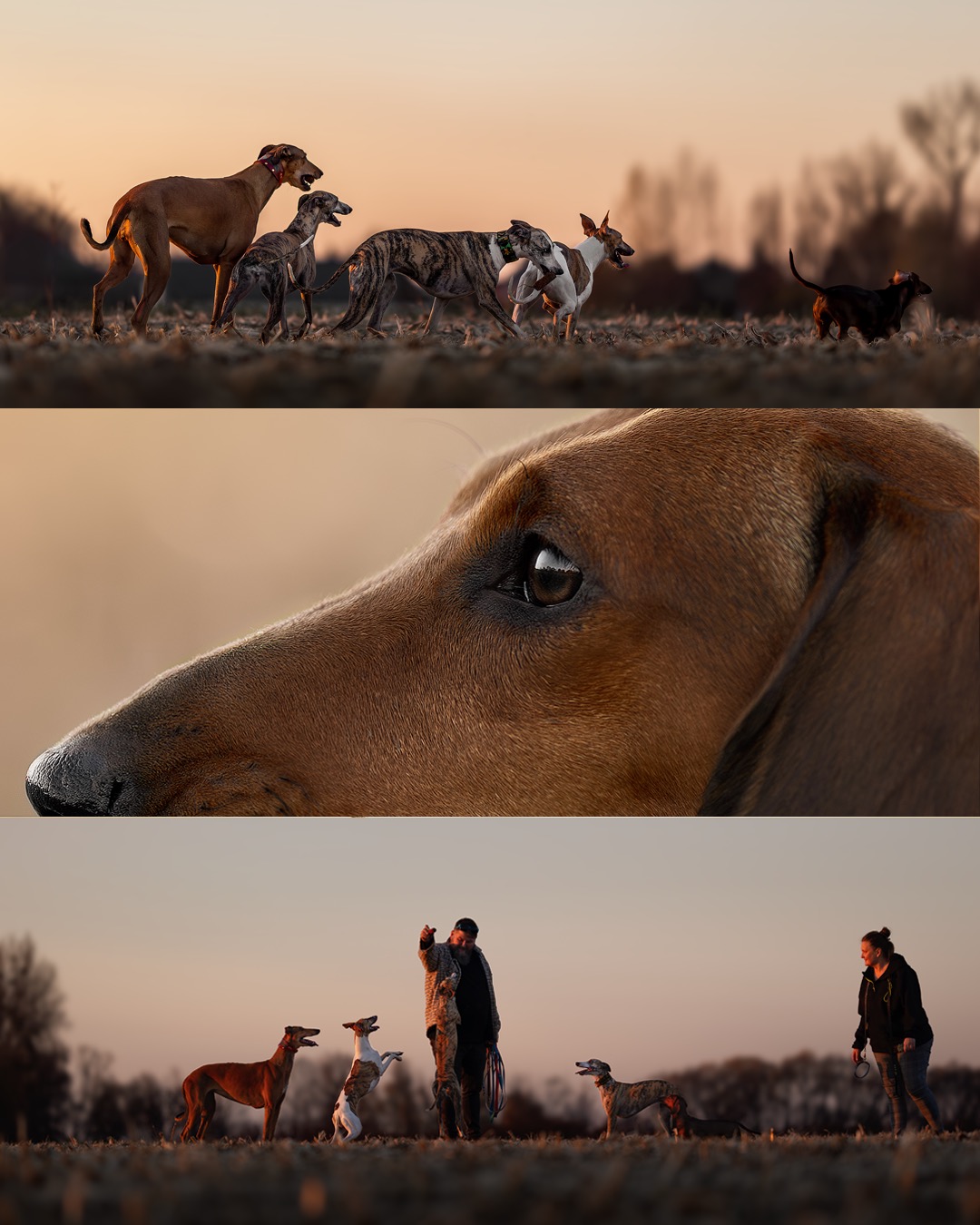 Dynamiczne ujęcie psów rasy chart na tle zachodzącego słońca, z detalami sierści i sylwetek. Na dole kadru osoby szkolące psy, a w środkowej części zbliżenie na oko psa.