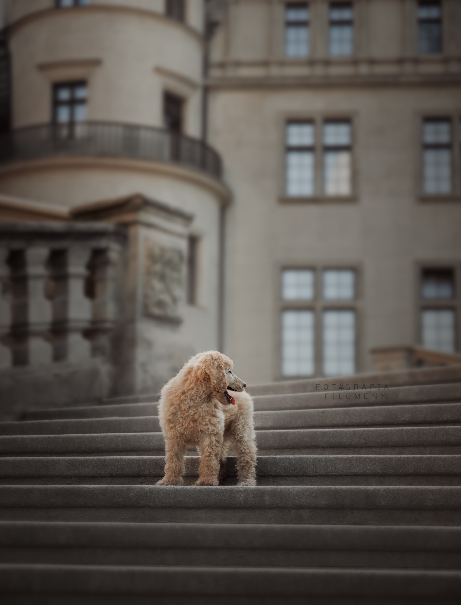 Kremowy pudel na kamiennych schodach pałacu, z otwartym pyskiem i wywieszonym językiem, patrzy w lewo. W tle rozmyty budynek z oknami. Fotografia Filomeny.