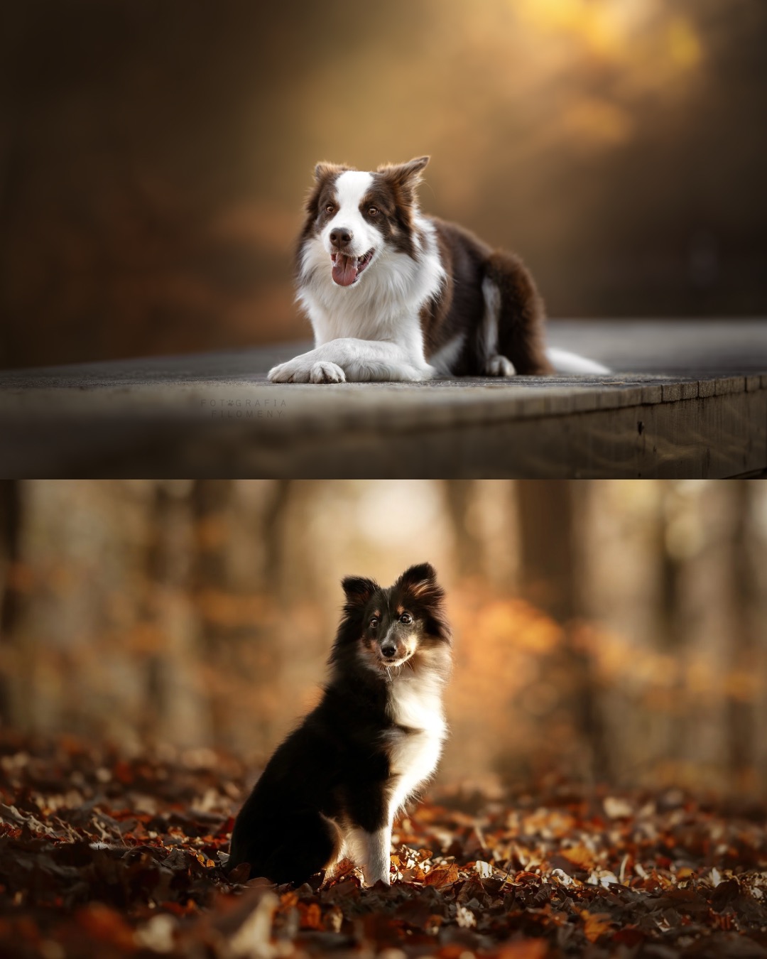 Dwa ujęcia psów: border collie na drewnianej platformie i szetlandzki owczarek w jesiennych liściach, oba w ciepłym, naturalnym świetle.