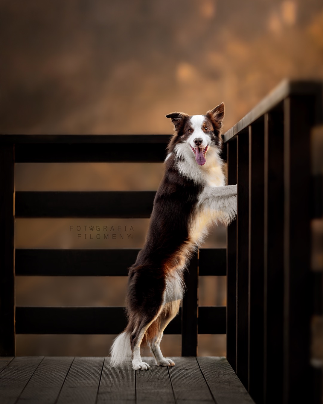 Uśmiechnięty pies rasy border collie opiera się łapami o drewnianą barierkę na tle rozmytego, ciepłego zachodu słońca. Widoczny język i białe umaszczenie.