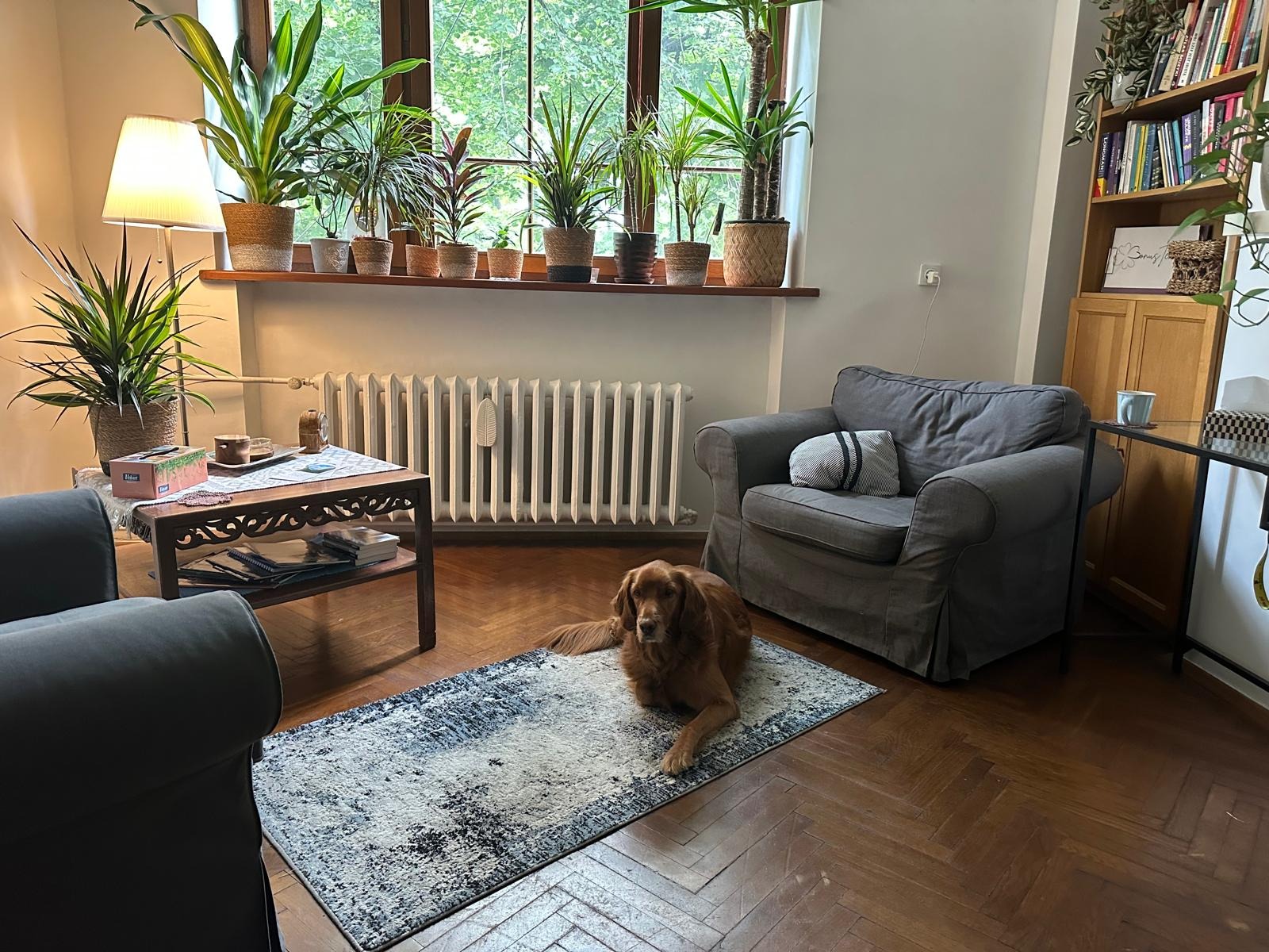 Przytulny pokój z psem rasy golden retriever leżącym na dywanie. W tle okno z roślinami, fotel i regał z książkami. Ciepłe, naturalne światło.