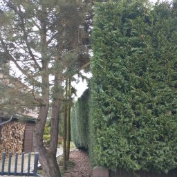 Yevhenii Dyskant - Długi szpaler gęstych, zielonych żywopłotów z tui, widoczny zza ceglanego murku i metalowego ogrodzenia. W tle drzewa iglaste i budynek z ułożonym drewnem.