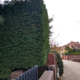 Yevhenii Dyskant - Wysoki, gęsty żywopłot z tuj szmaragdowych, przycięty w kształt ściany, oddzielający posesję od ulicy. Widoczny fragment ceglanego muru i metalowego ogrodzenia.