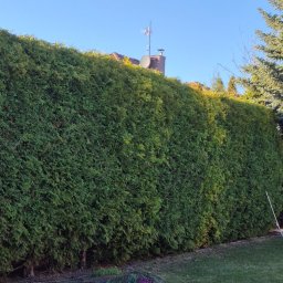 Mateusz Gryczan - Równy, zielony żywopłot z tui na tle błękitnego nieba i fragmentu domu z anteną. Obok rosną inne drzewa, a na trawniku widać kwiaty.