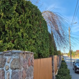 Mateusz Gryczan - Równy żywopłot z tui, oddzielony drewnianym płotem i kamiennym murem. Wzdłuż chodnika posadzone małe drzewka iglaste. Błękitne niebo w tle.