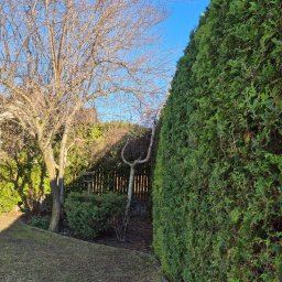 Mateusz Gryczan - Ogród z wysokim żywopłotem z tui, drzewem bez liści i trawnikiem w trakcie regeneracji. Widoczny fragment drewnianego płotu i krzewy. Słoneczny dzień.