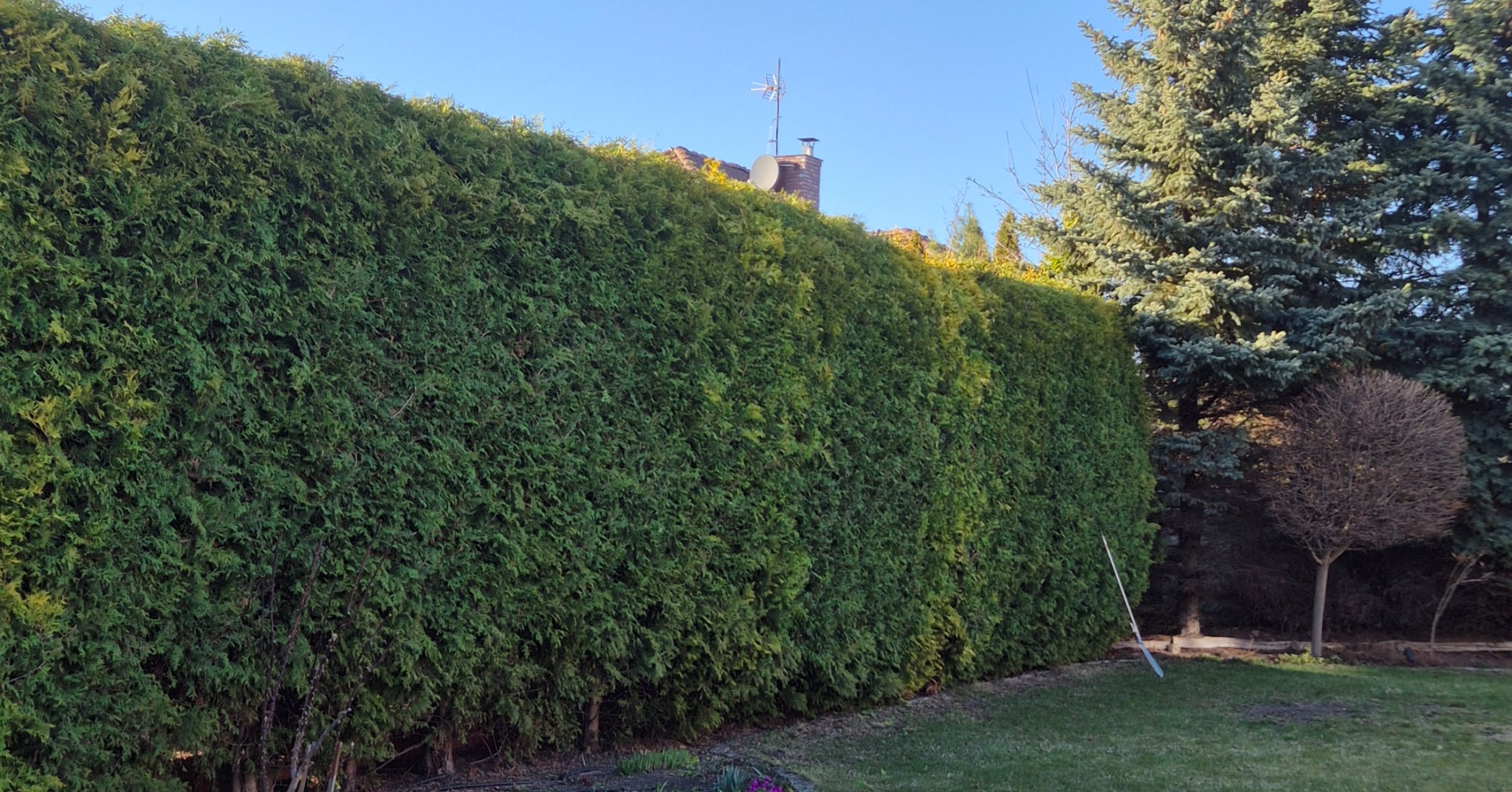 Równy, zielony żywopłot z tui na tle błękitnego nieba i fragmentu domu z anteną. Obok rosną inne drzewa, a na trawniku widać kwiaty.