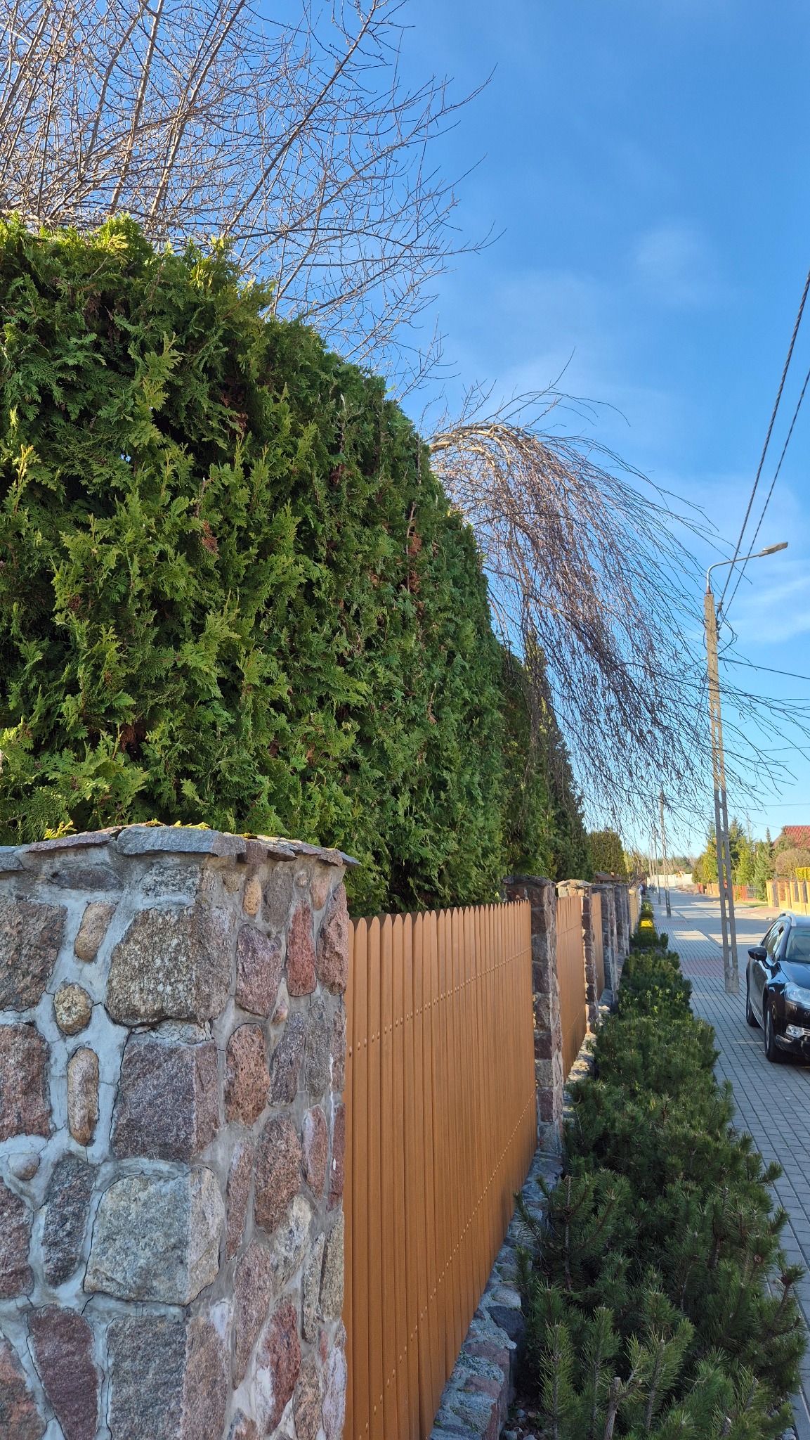 Równy żywopłot z tui, oddzielony drewnianym płotem i kamiennym murem. Wzdłuż chodnika posadzone małe drzewka iglaste. Błękitne niebo w tle.