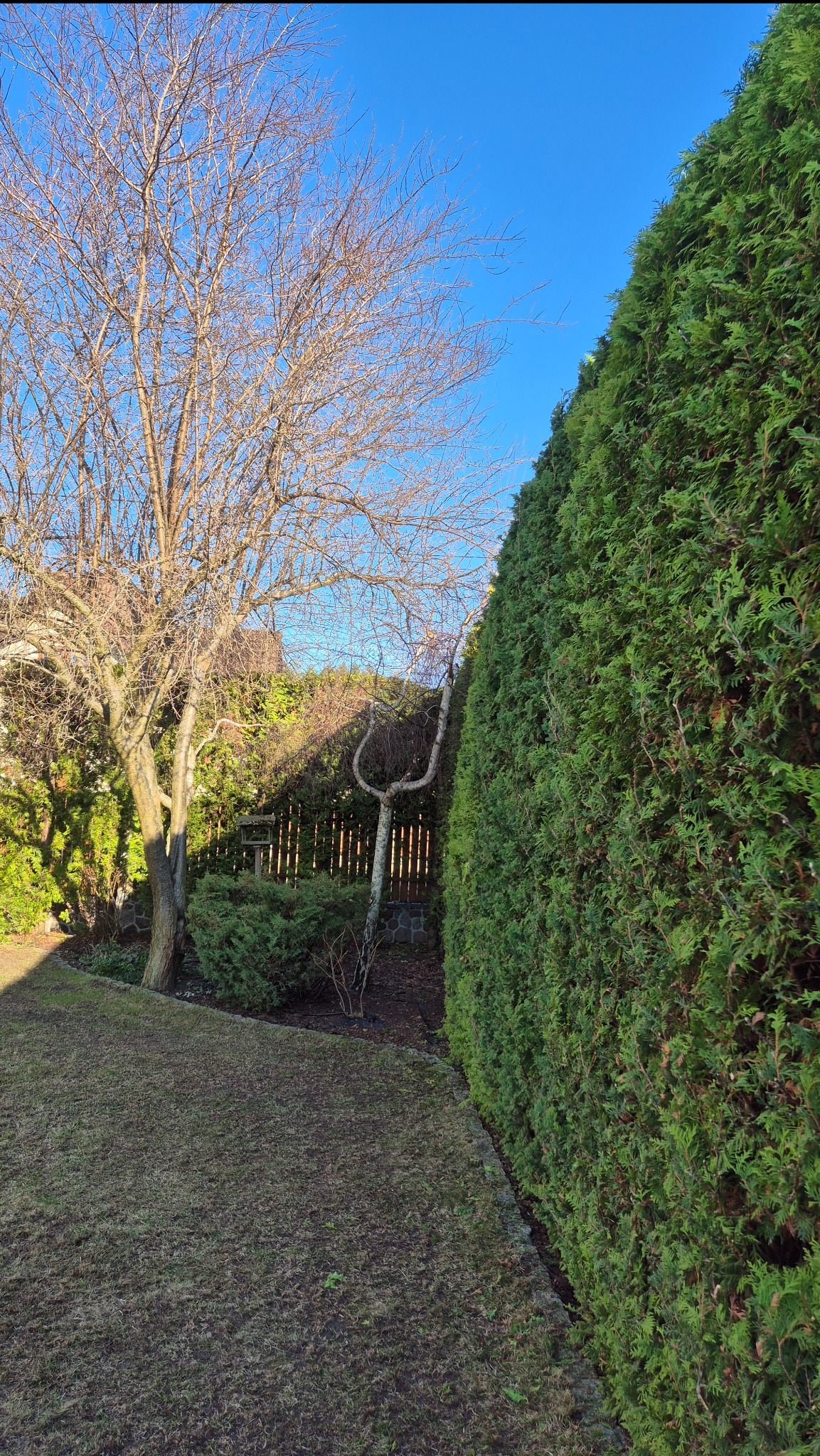 Ogród z wysokim żywopłotem z tui, drzewem bez liści i trawnikiem w trakcie regeneracji. Widoczny fragment drewnianego płotu i krzewy. Słoneczny dzień.