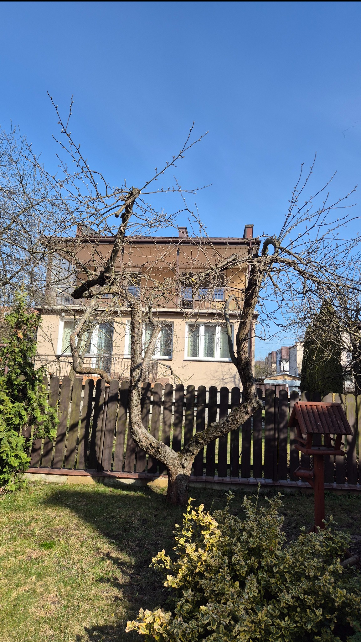 Ogród w Białymstoku z drzewem o fantazyjnie powyginanych gałęziach, widoczne krzewy i trawnik. W tle dom jednorodzinny i drewniany płot.