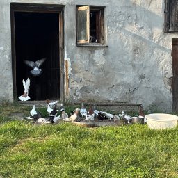 AALIYAH JUSZCZYK - Stary budynek z otwartymi drzwiami i oknem, na tle którego widać stado gołębi na trawie, niektóre w locie. Wiejski krajobraz w słoneczny dzień.