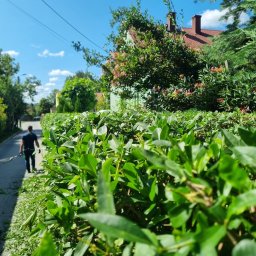 Miłosz Jarosz - Przycięty żywopłot z bliska, na chodniku resztki gałęzi. W tle ogrodnik z nożycami idzie chodnikiem, błękitne niebo z chmurami. Słoneczny dzień.