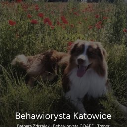 Michał Siwiec - Zrzut ekranu mobilnej strony internetowej z psem rasy Australian Shepherd leżącym w trawie pełnej maków. Widoczne logo 'Przez Ogon Do Serca', nagłówek 'Behawiorysta Katowice' i przycisk 'Skontaktuj...