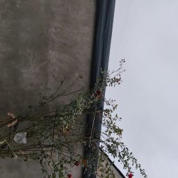 Pi3GuS-DrEwNoTyP - Szara ściana budynku z nowoczesną, ciemną rynną pionową i pnącą się różą z czerwonymi kwiatami. Ujęcie z dołu, pochmurne niebo w tle.