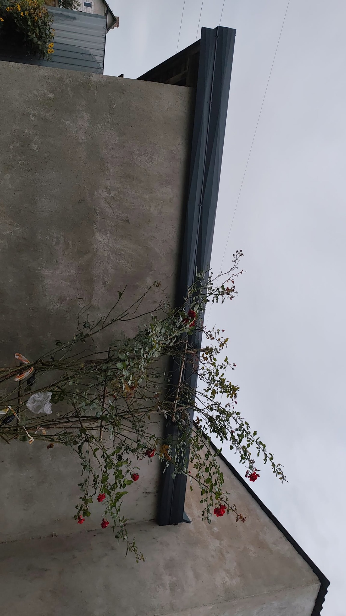 Szara ściana budynku z nowoczesną, ciemną rynną pionową i pnącą się różą z czerwonymi kwiatami. Ujęcie z dołu, pochmurne niebo w tle.