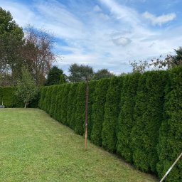 Nova Zieleń -JAKUB BIENIA - 