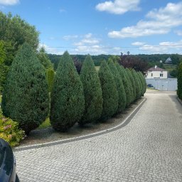 Nova Zieleń -JAKUB BIENIA - 