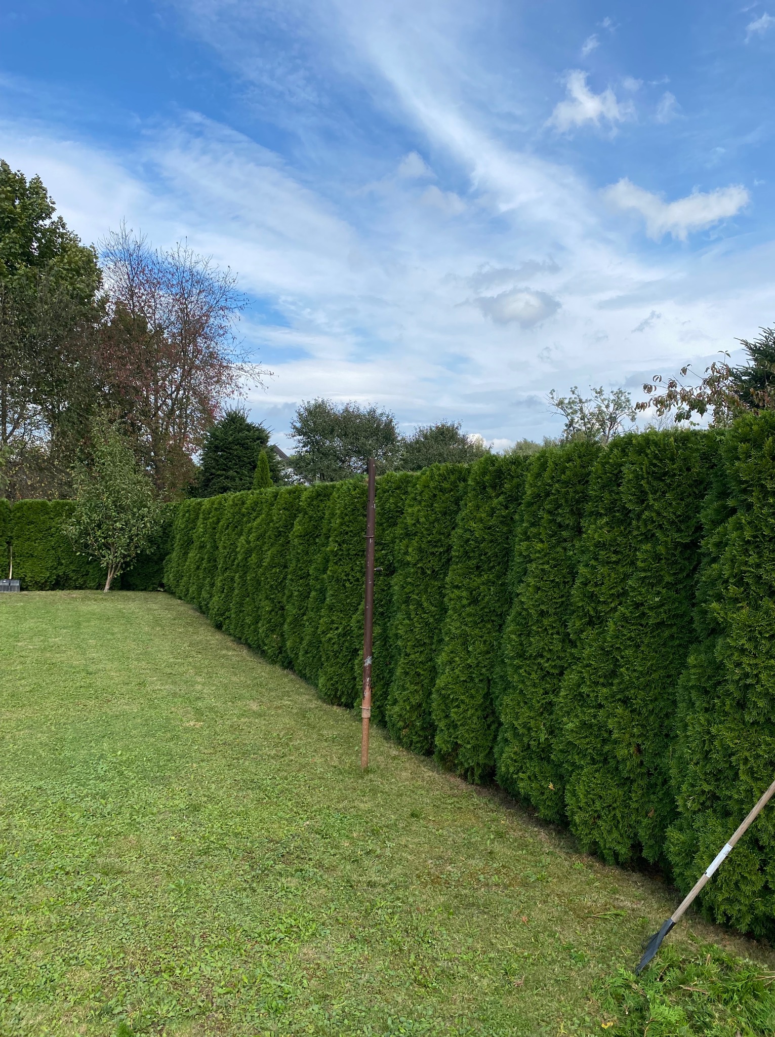 Równy szpaler zielonych tuj, świeżo po przycięciu, oddziela trawnik od dalszej części ogrodu. Na trawie widoczne narzędzie ogrodnicze.