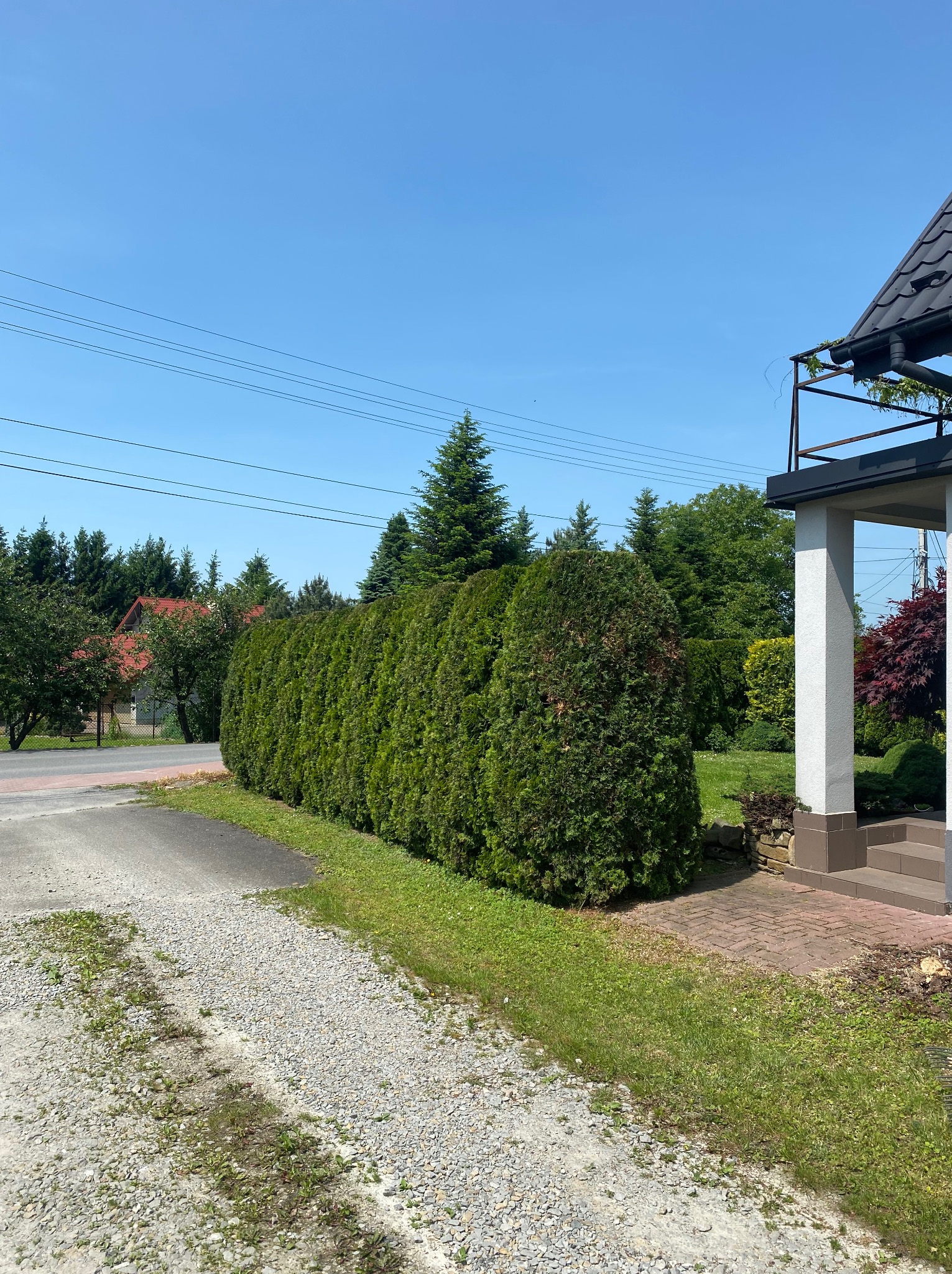 Równy szpaler strzyżonych, zielonych tuj w ogrodzie, widok z boku, w tle domy i błękitne niebo. Estetyczne przycinanie drzew i krzewów.