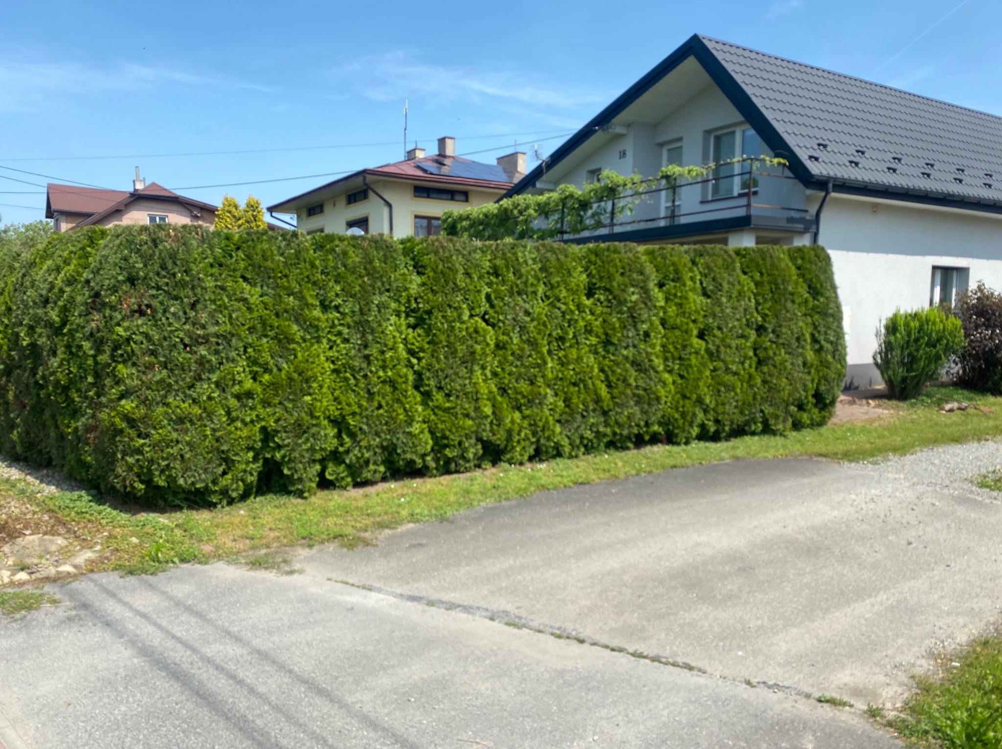 Gęsty, równo przycięty żywopłot z tui szmaragdowej oddzielający posesję od ulicy. W tle domy jednorodzinne w słoneczny dzień. Estetyczne wykończenie ogrodu.