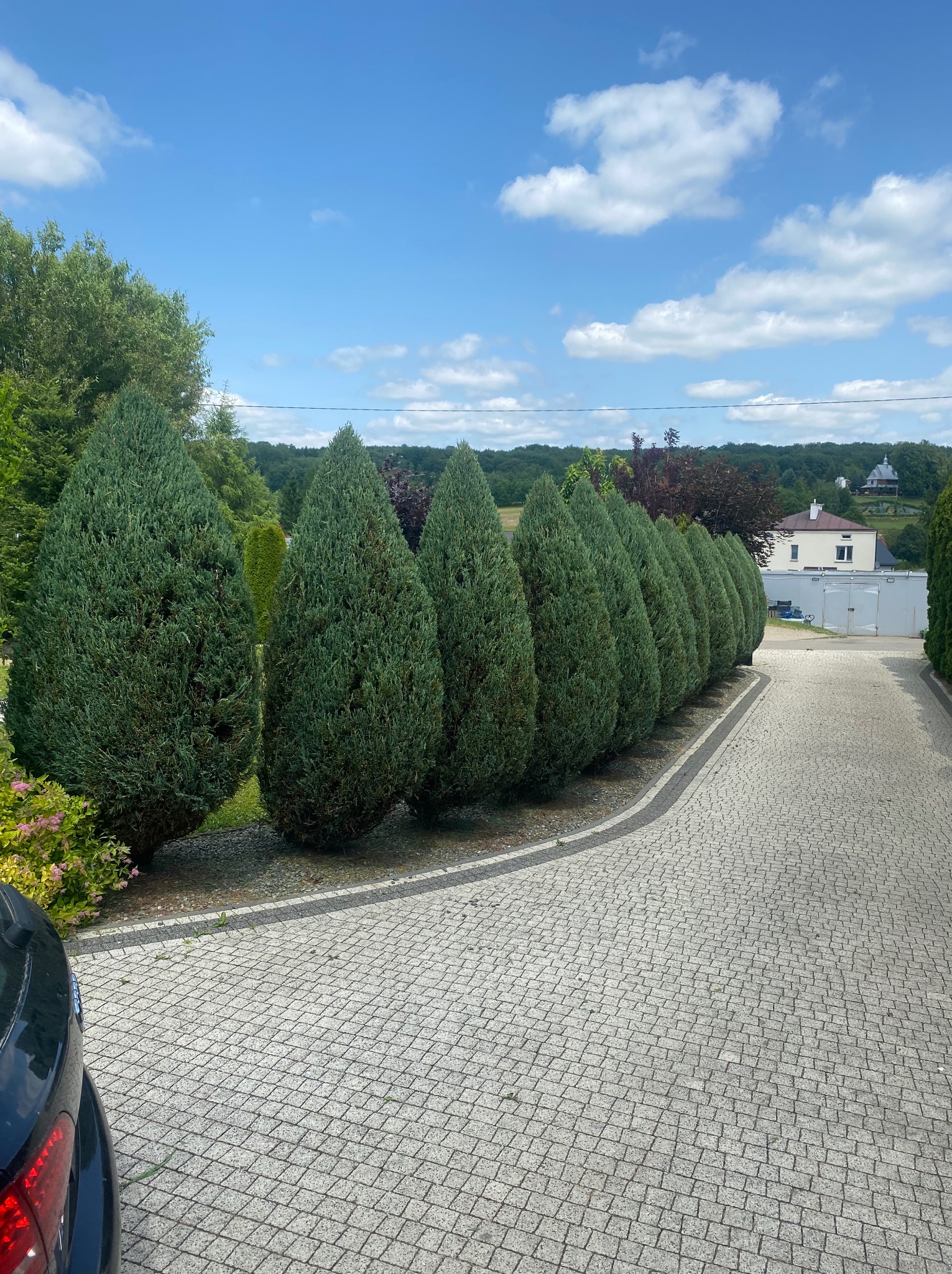 Równy szpaler zielonych, stożkowych iglaków wzdłuż brukowanej drogi dojazdowej, z domem w tle i fragmentem czarnego auta w lewym dolnym rogu.