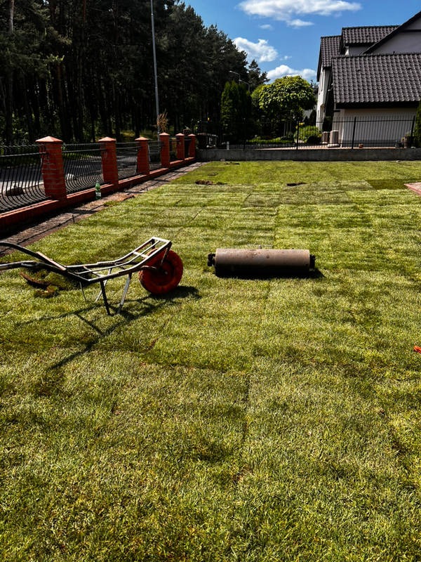 Układanie trawy z rolki w ogrodzie, widoczna taczka i walec do trawy, fragmenty niezakończonej powierzchni, dom w tle, słoneczny dzień.