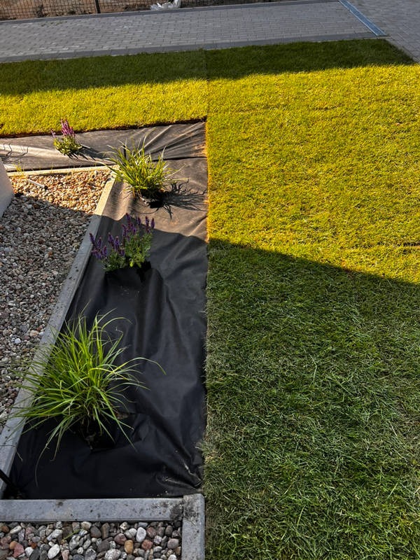 Fragment ogrodu: świeżo ułożona trawa z rolki sąsiaduje z rabatą wyłożoną czarną agrowłókniną, na której posadzone są rośliny w doniczkach. Widoczne obrzeże rabaty.