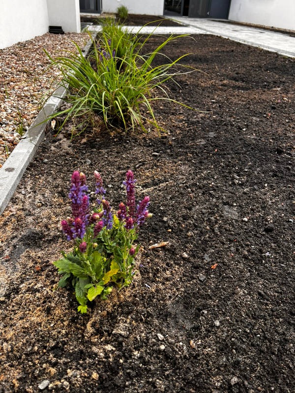 Świeżo posadzone, kwitnące szałwie i trawy ozdobne na rabacie z ciemną ziemią, obok jasnego chodnika i budynku. Minimalistyczny ogród.