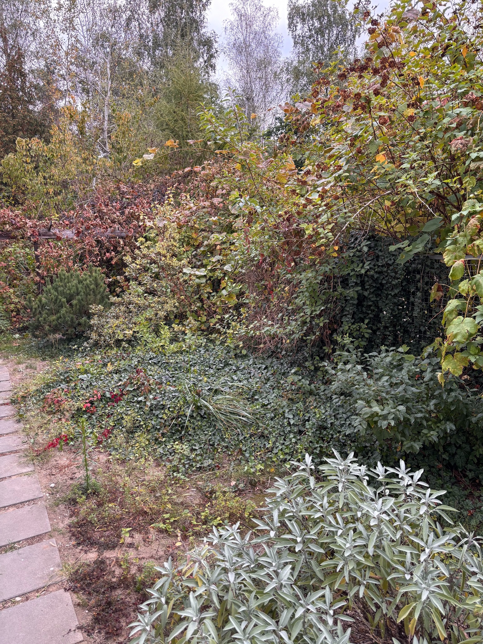 przed oczyszczaniem działki