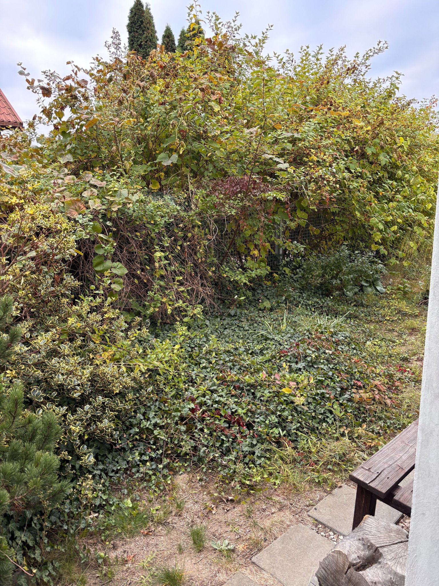 Zarośnięty ogród z bujną roślinnością, w tym krzewami i pnączami, przed uporządkowaniem. Widoczne elementy architektury ogrodowej i fragment budynku w tle.