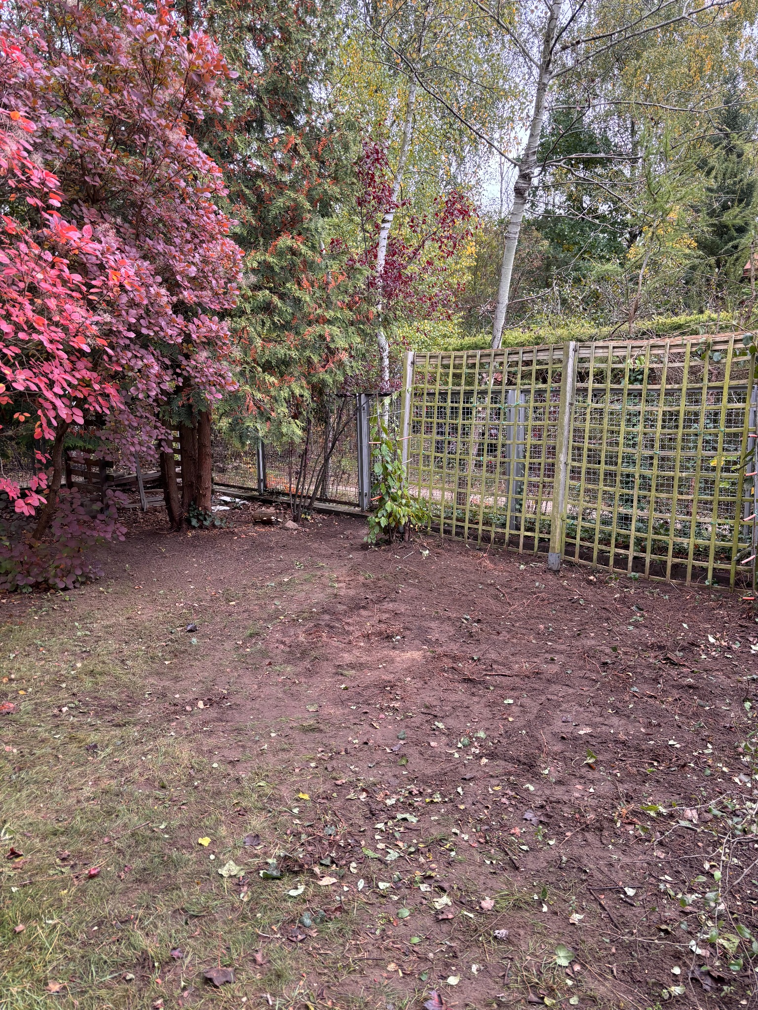 Oczyszczony teren działki z widoczną ziemią, resztkami trawy i liści, ogrodzeniem z kratką oraz drzewami w tle, w tym jednym o czerwonych liściach.