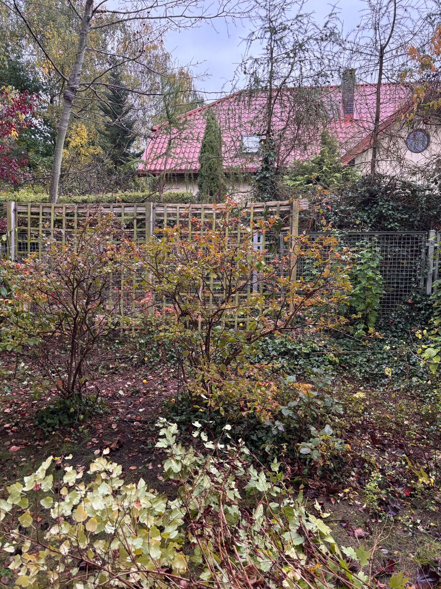 Zarośnięty ogród z krzewami i drewnianym płotem w tle, przed rozpoczęciem prac porządkowych. Widoczne opadłe liście i fragment domu z czerwoną dachówką.
