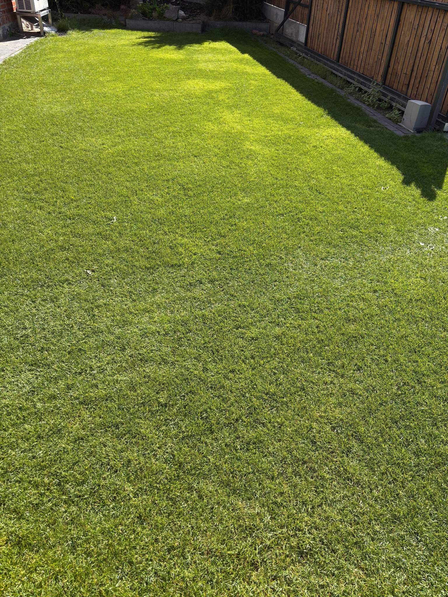 Po renowacji trawnika