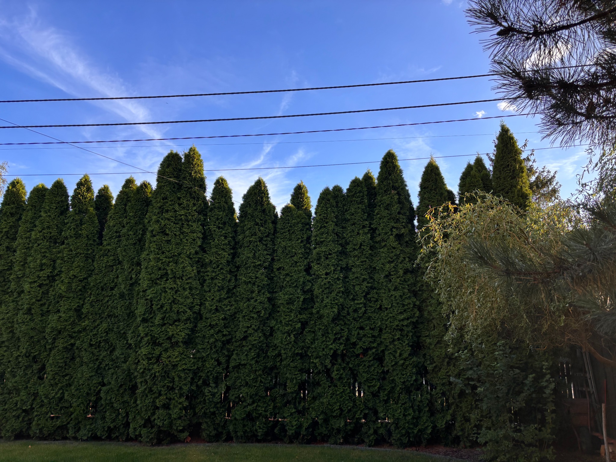 tuje przed wyrównaniem