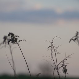 Pur3_Photo - Delikatne, rozmyte tło nieba za sylwetkami uschniętych traw na łące, uchwycone w stonowanej kolorystyce o zmierzchu. Subtelny krajobraz.