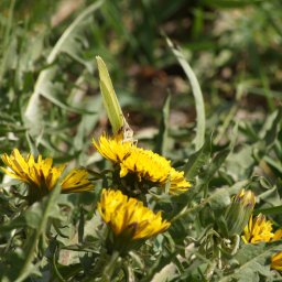 Pur3_Photo - Żółty motyl na kwitnącym mniszku lekarskim w trawie, uchwycony w naturalnym świetle. Delikatne skrzydła motyla kontrastują z intensywną żółcią kwiatu.