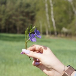 Pur3_Photo - Dłoń z fioletowymi paznokciami trzyma bukiet barwinka na tle zielonej łąki i drzew. Zegarek na nadgarstku. Delikatne światło podkreśla naturalność.
