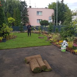 Niwińska Sarkiewicz Ogrody i Wnętrza - Układanie trawy z rolki w ogrodzie: pracownik rozkłada rolkę trawy na przygotowanym podłożu, w tle widoczny fragment założonego trawnika i rabaty kwiatowe.