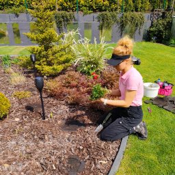 Niwińska Sarkiewicz Ogrody i Wnętrza - Kobieta w ogrodzie sadzi rośliny w mulczowanej rabacie, obok narzędzia ogrodnicze i lampy solarne. W tle żywopłot i szklarnia.