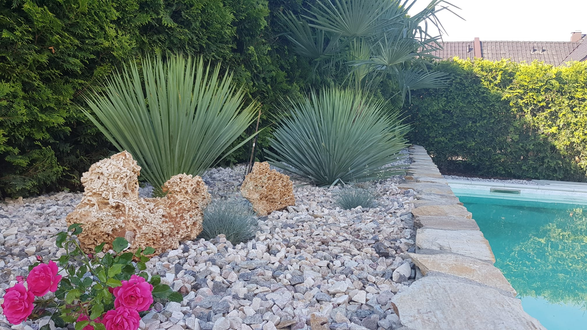 Ogród z egzotycznymi roślinami, kamieniami i różami przy basenie. Dekoracyjne skały i żwir tworzą unikalny krajobraz. Bujna zieleń tła.