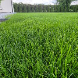 GARDENPOL - Soczysta, świeżo skoszona trawa w ogrodzie, z bliska, z widocznym żwirowym obrzeżem przy fundamencie domu i równym żywopłotem z tui w tle.