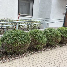 FlorLife Patryk Witoński - Pięć kulistych krzewów z zielonymi liśćmi, częściowo uschniętymi u podstawy, rosnących w żwirowym pasie przy chodniku z kostki brukowej. W tle szary budynek z pochylnią.